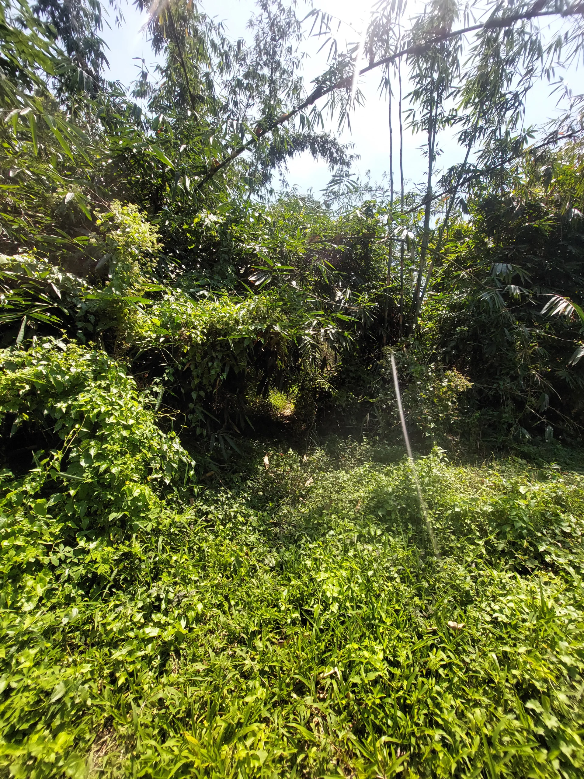 Tanah strategis di tabanan luas 34 are, view sungai